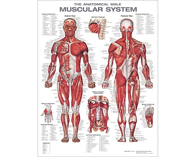 The Anatomical Male Muscular System Anatomical Chart