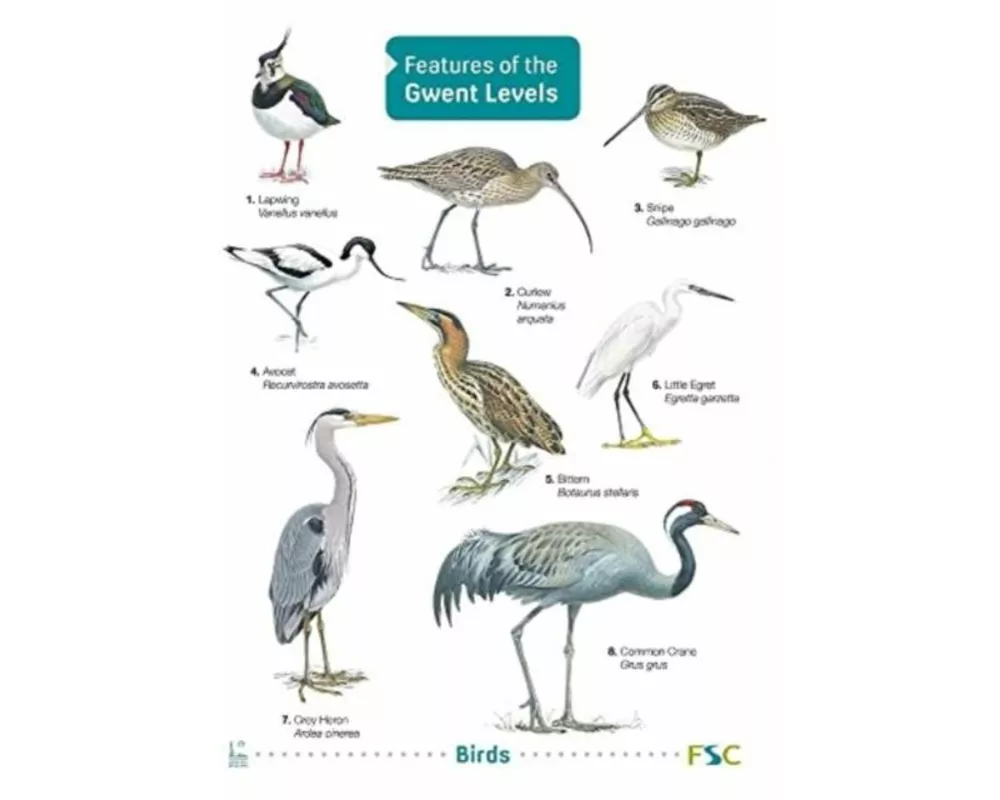 Features of the Gwent Levels