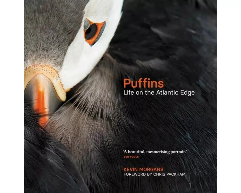 Puffins