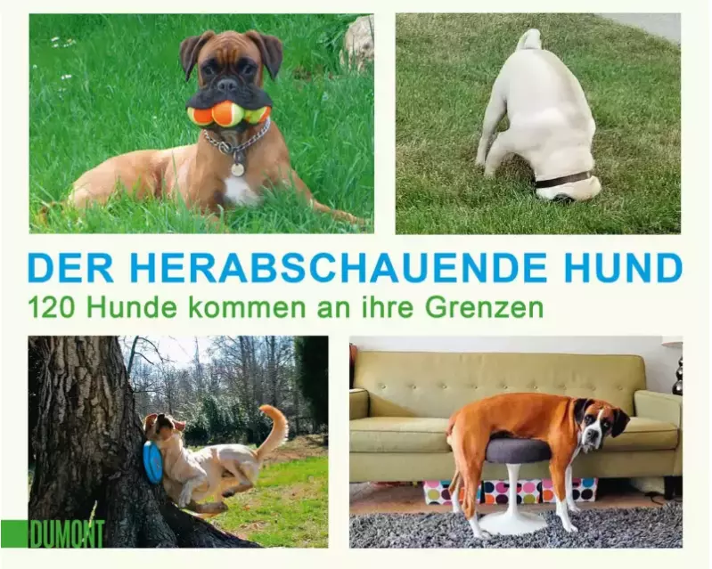 Der herabschauende Hund