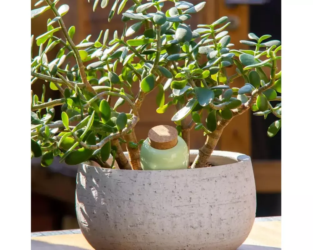 Gorilla Gardening Pepin Olla Selbstbewässerungssystem