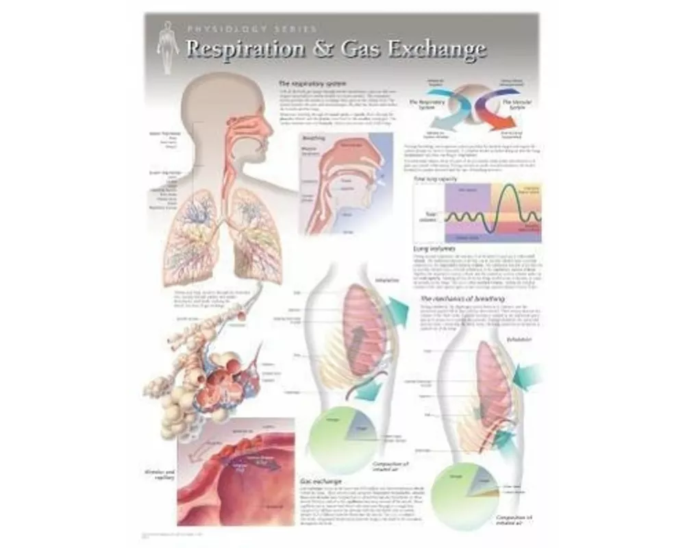 Respiration & Gas Exchange Laminated Poster