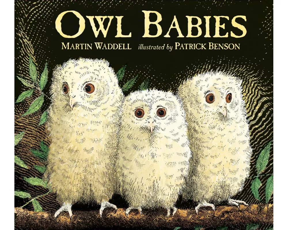 Owl Babies