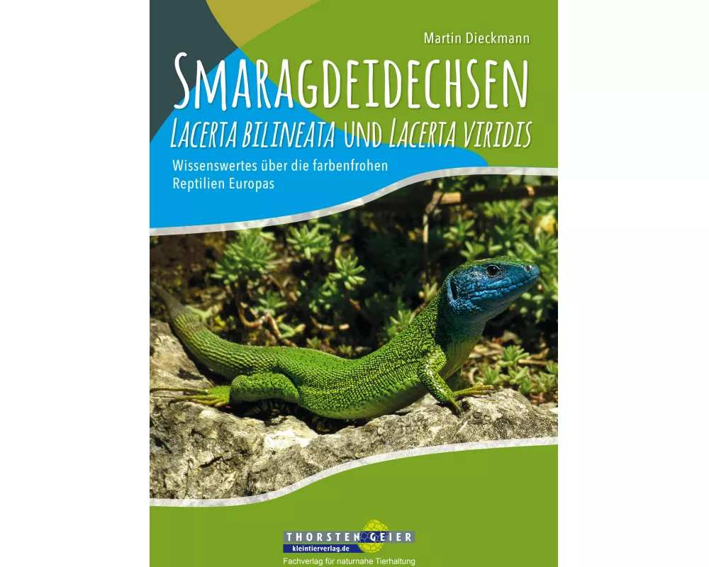 Smaragdeidechsen Lacerta bilineata und Lacerta viridis