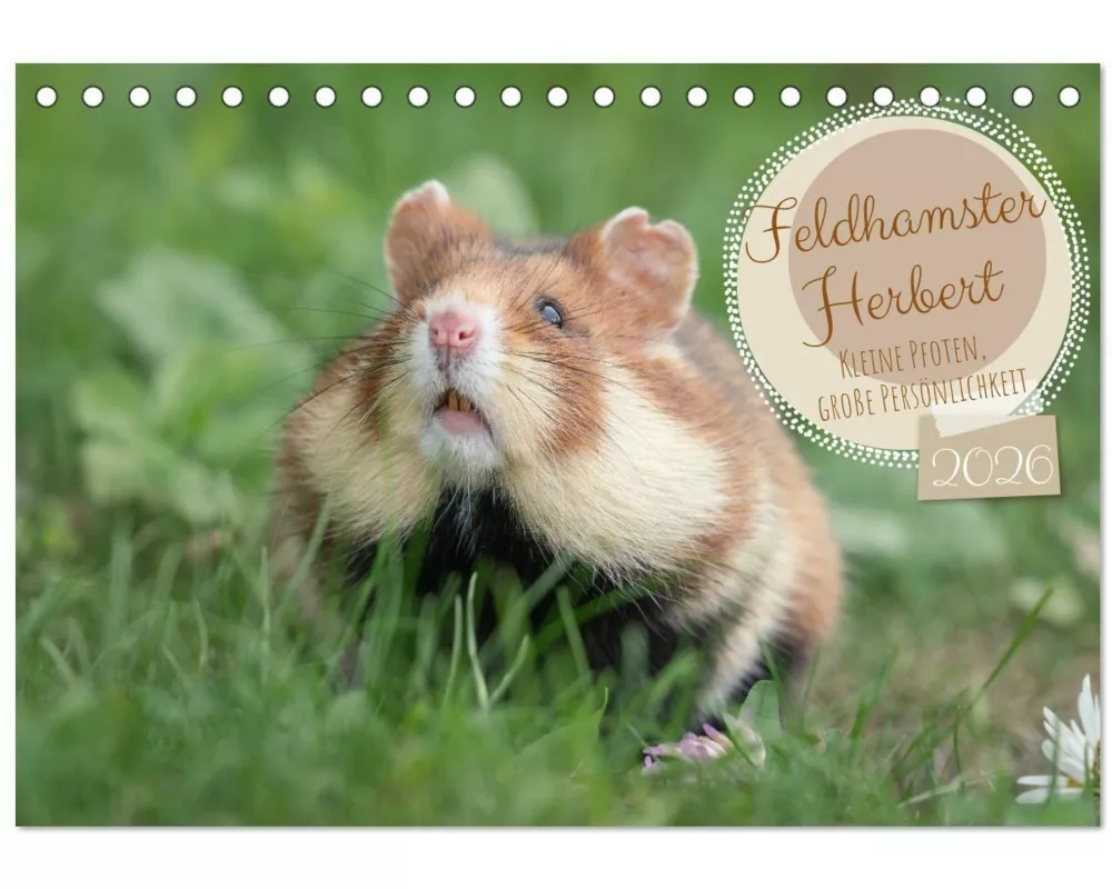 Feldhamster Herbert Kleine Pfoten, große Persönlichkeit (Tischkalender 2026 DIN A5 quer), CALVENDO Monatskalender