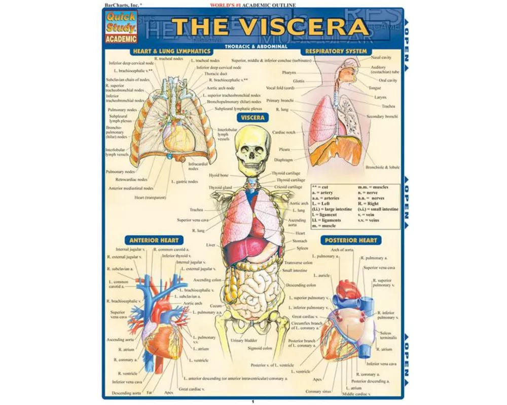 Viscera