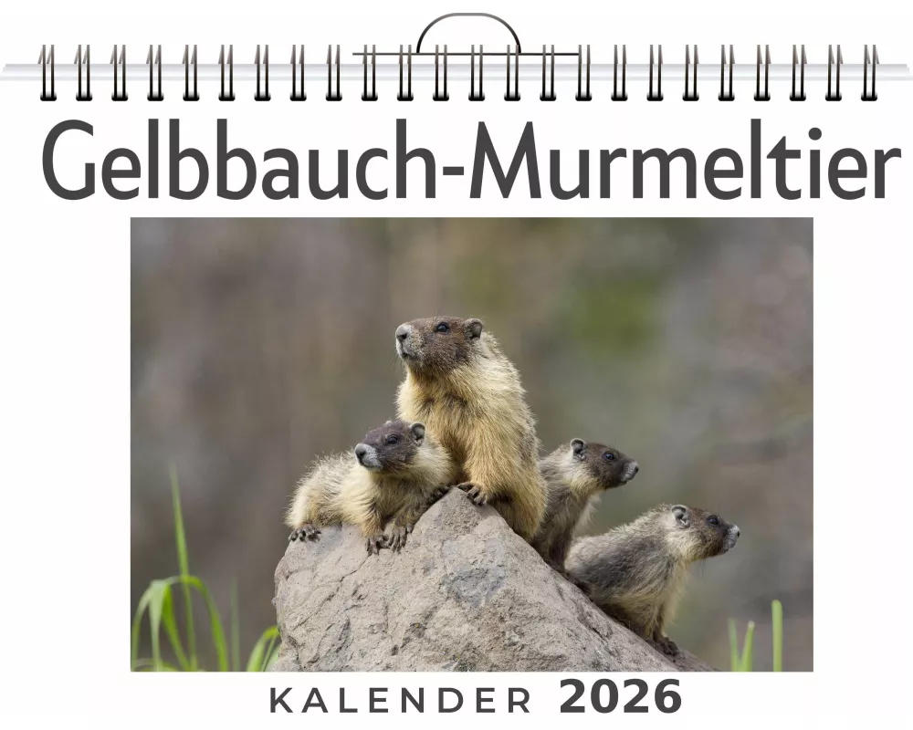 Gelbbauch-Murmeltier