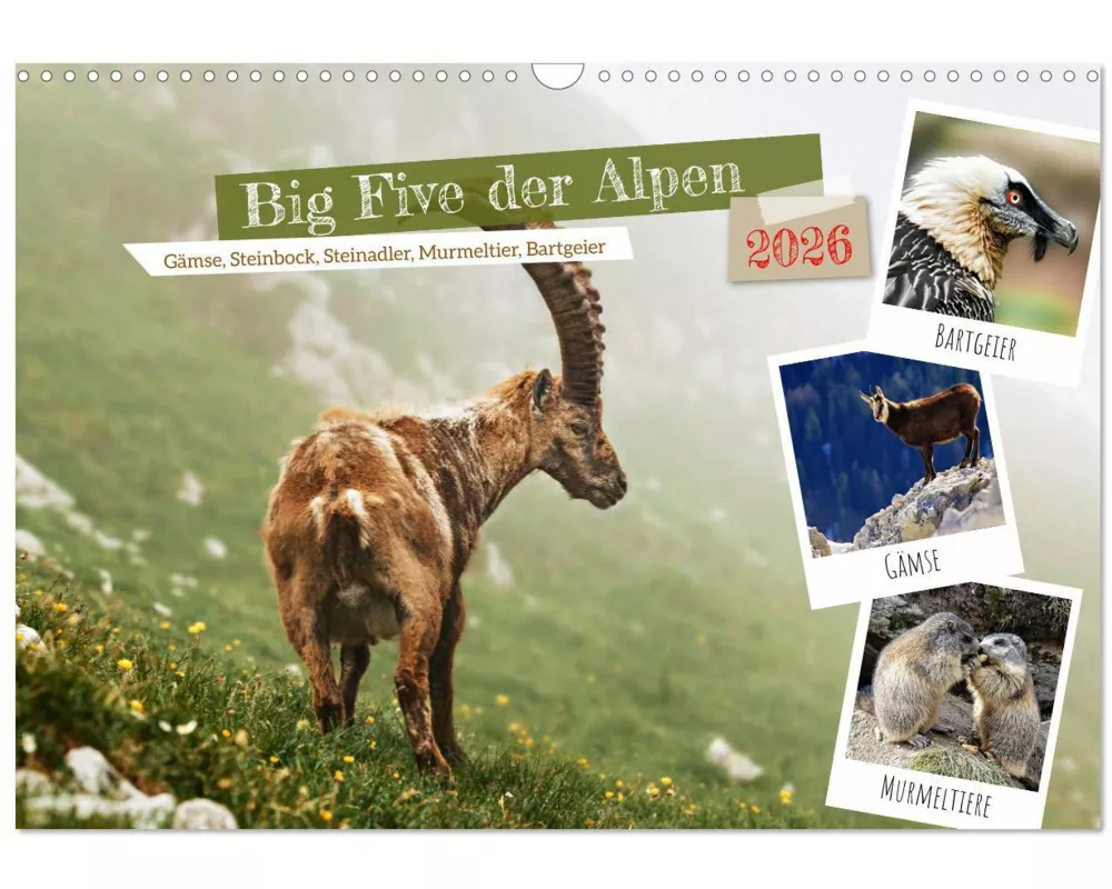 Big Five der Alpen Gämse, Steinbock, Murmeltier, Steinadler, Bartgeier (Wandkalender 2026 DIN A3 quer), CALVENDO Monatskalender