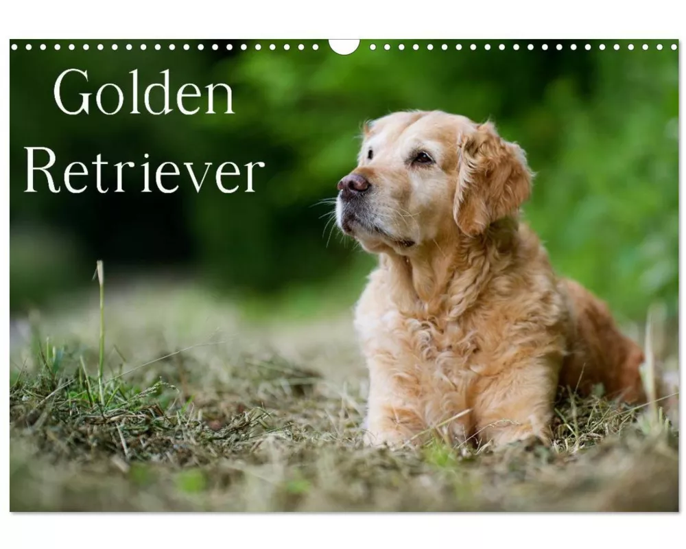Golden Retriever (Wandkalender 2026 DIN A3 quer), CALVENDO Monatskalender