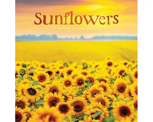 Sunflowers Square Wall Sunday Start Cale