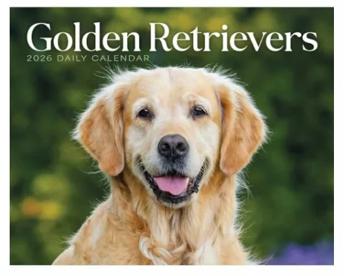 Goldens Retrievers Box Calendar 2026