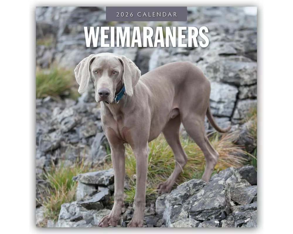 Weimaraners 2026 Square Wall Calendar