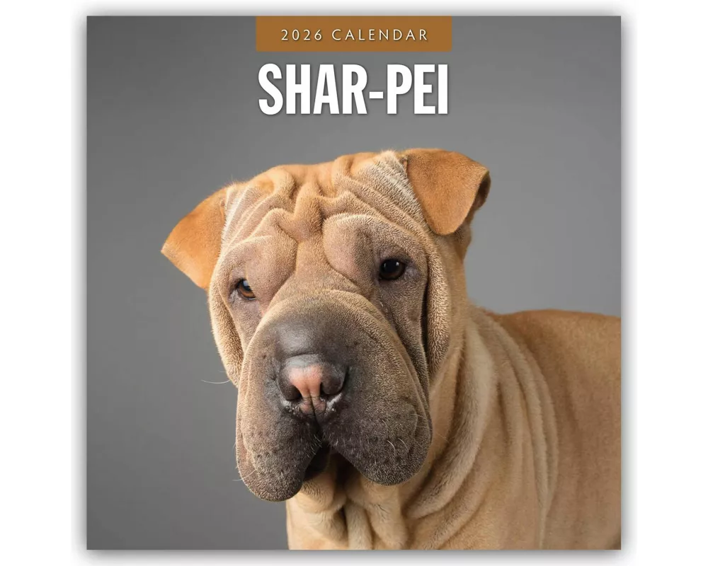 Shar-Pei 2026 Square Wall Calendar