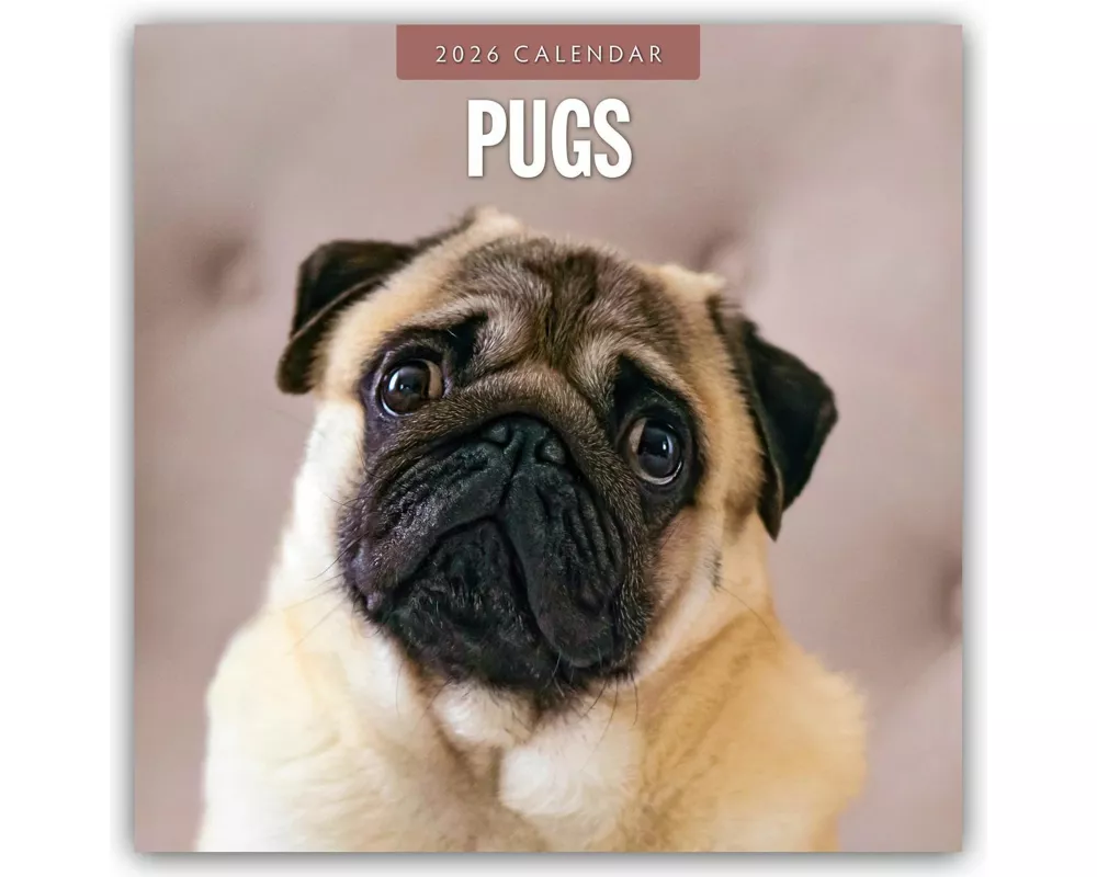 Pugs 2026 Square Wall Calendar