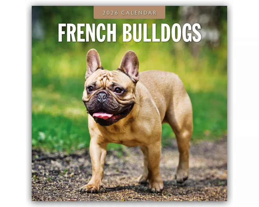 French Bulldogs 2026 Square Wall Calendar