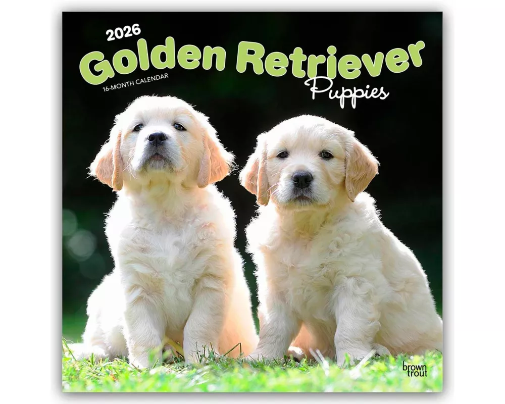 Golden Retriever Puppies 2026 12 X 24 Inch (Hanging) Monthly Square Wall Calendar Plastic-Free