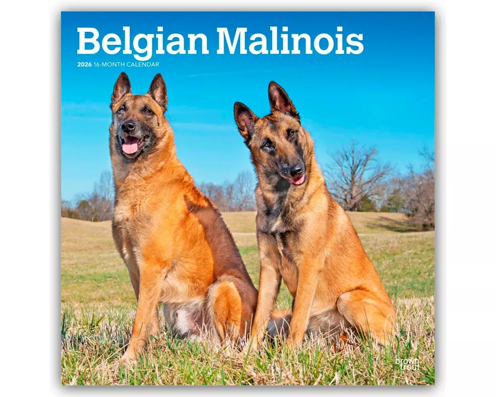 Belgian Malinois 2026 - 16-Monatskalender