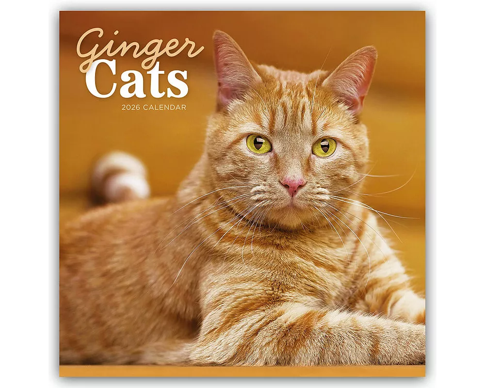 Ginger Cats Square Wall Calendar 2026