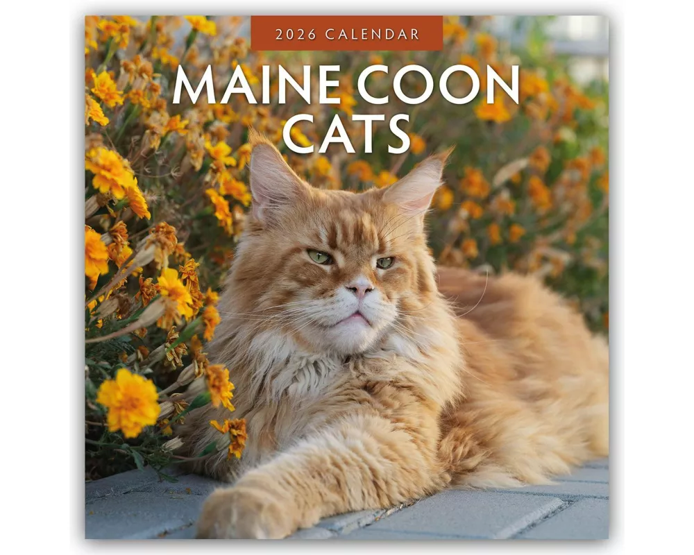 Maine Coon Cats 2026 Square Wall Calendar
