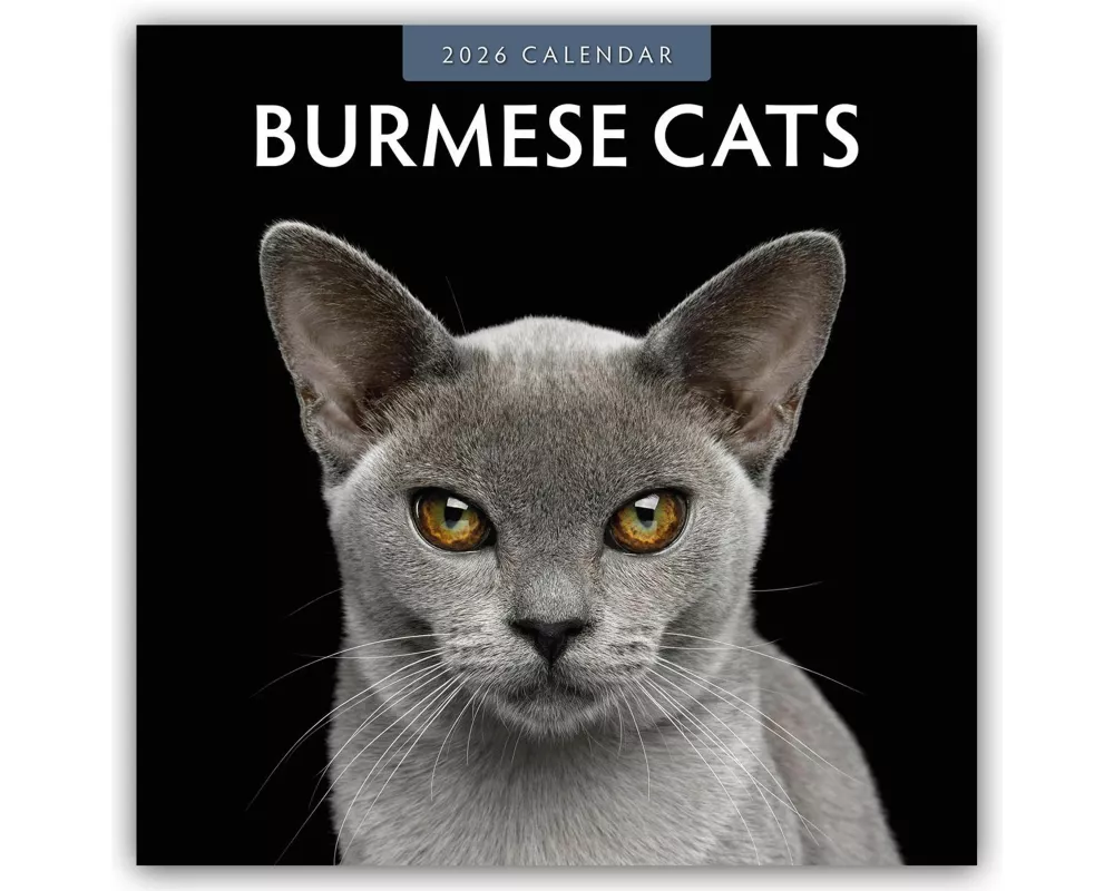 Burmese Cats 2026 Square Wall Calendar