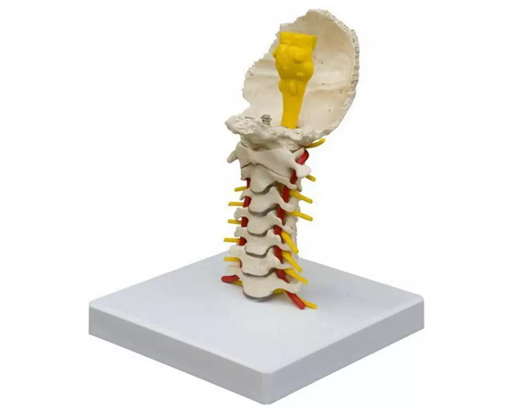 Rüdiger Skelett Halswirbelsäule