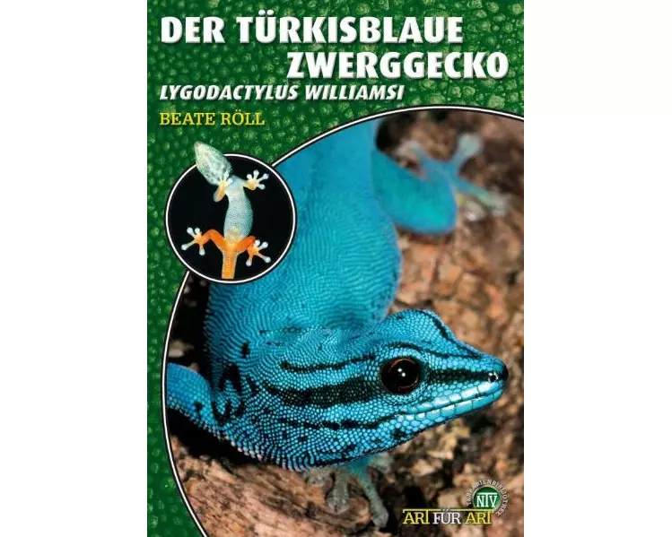 Der Türkisblaue Zwergtaggecko