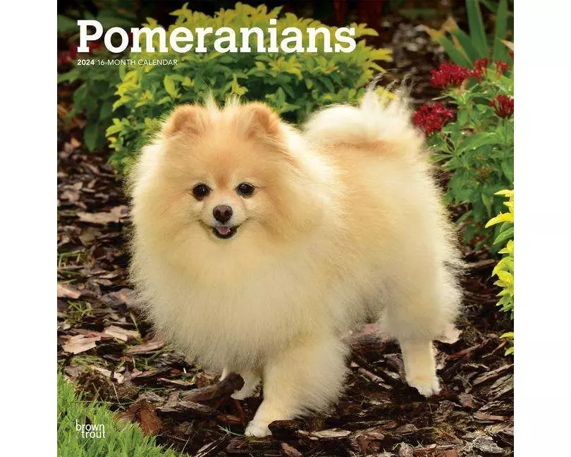 Pomeranians 2024 Square