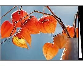 Doppelkarte. Physalis / blanko