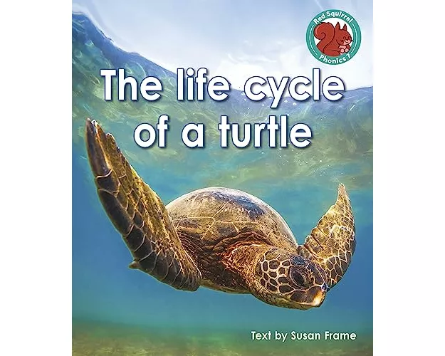 The life cycle of a turtle