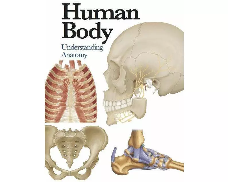 Human Body