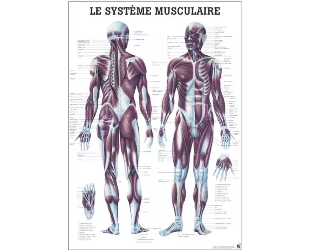 Rüdiger Anatomische Lehrtafel Das Muskelsystem Französisch