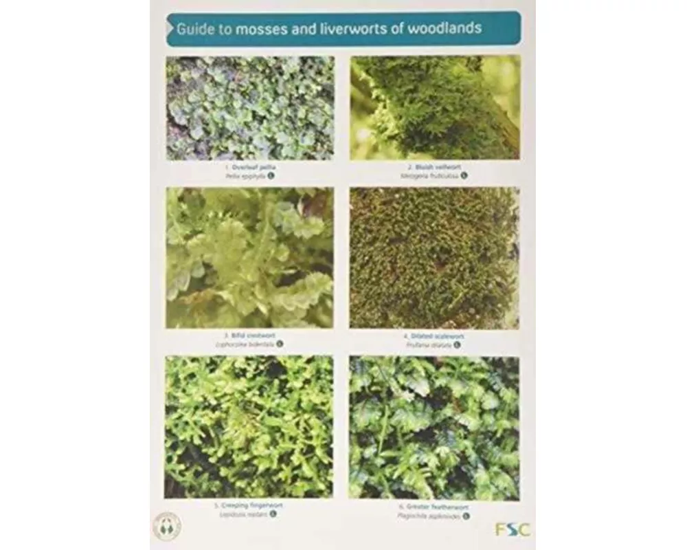 Guide to Mosses and Liverworts of Woodlands