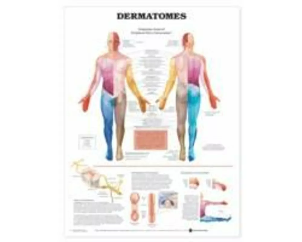 Dermatomes Anatomical Chart