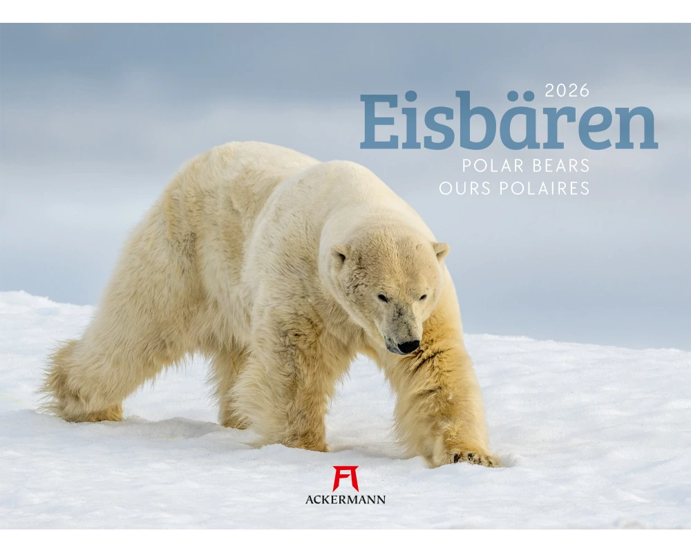 Eisbären Kalender 2026
