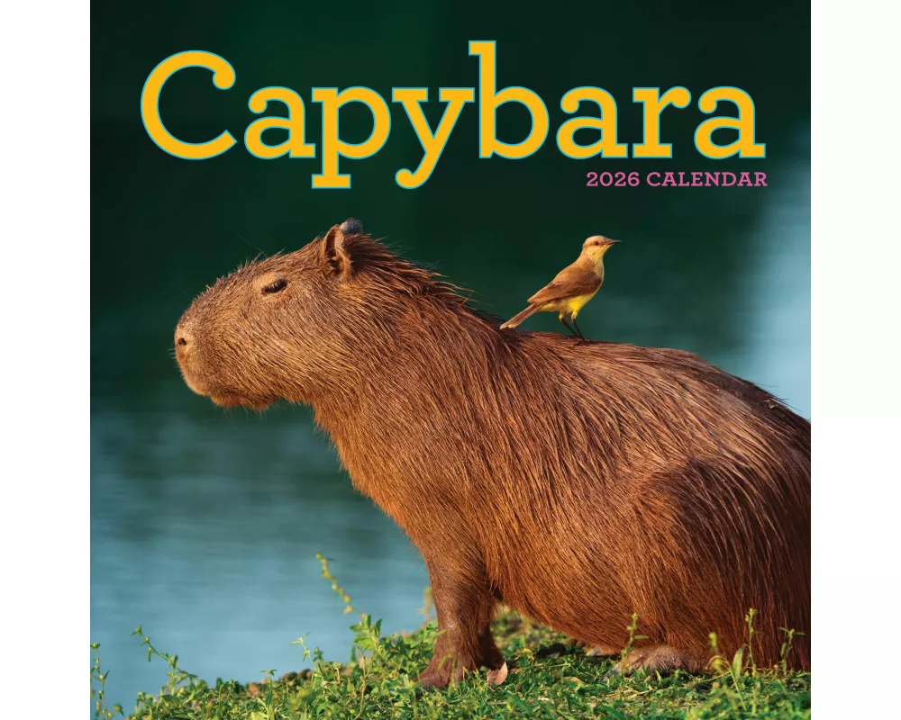 Capybara Wall Calendar 2026