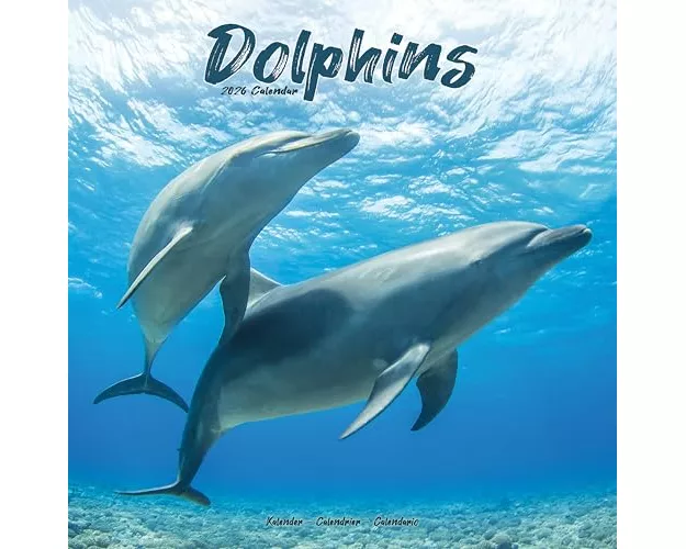 Dolphins Calendar 2026 Square Animal Wall Calendar - 16 Month