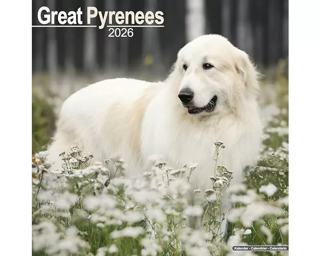 Great Pyrenees Calendar 2026 Square Dog Breed Wall Calendar - 16 Month