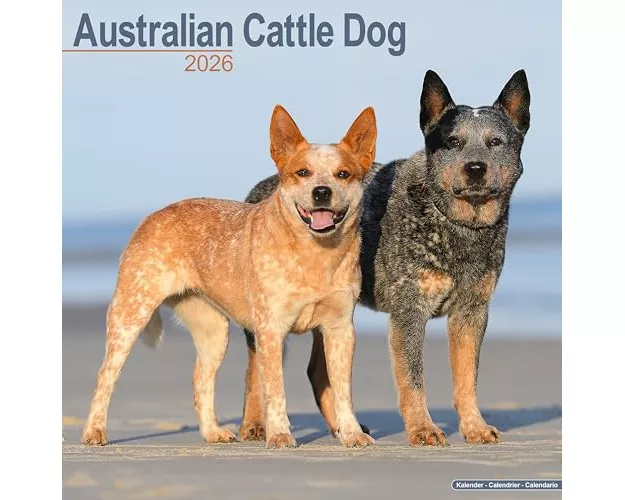 Australian Cattle Dog Calendar 2026 Square Dog Breed Wall Calendar - 16 Month