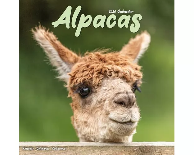 Alpacas Calendar 2026 Square Animal Wall Calendar - 16 Month