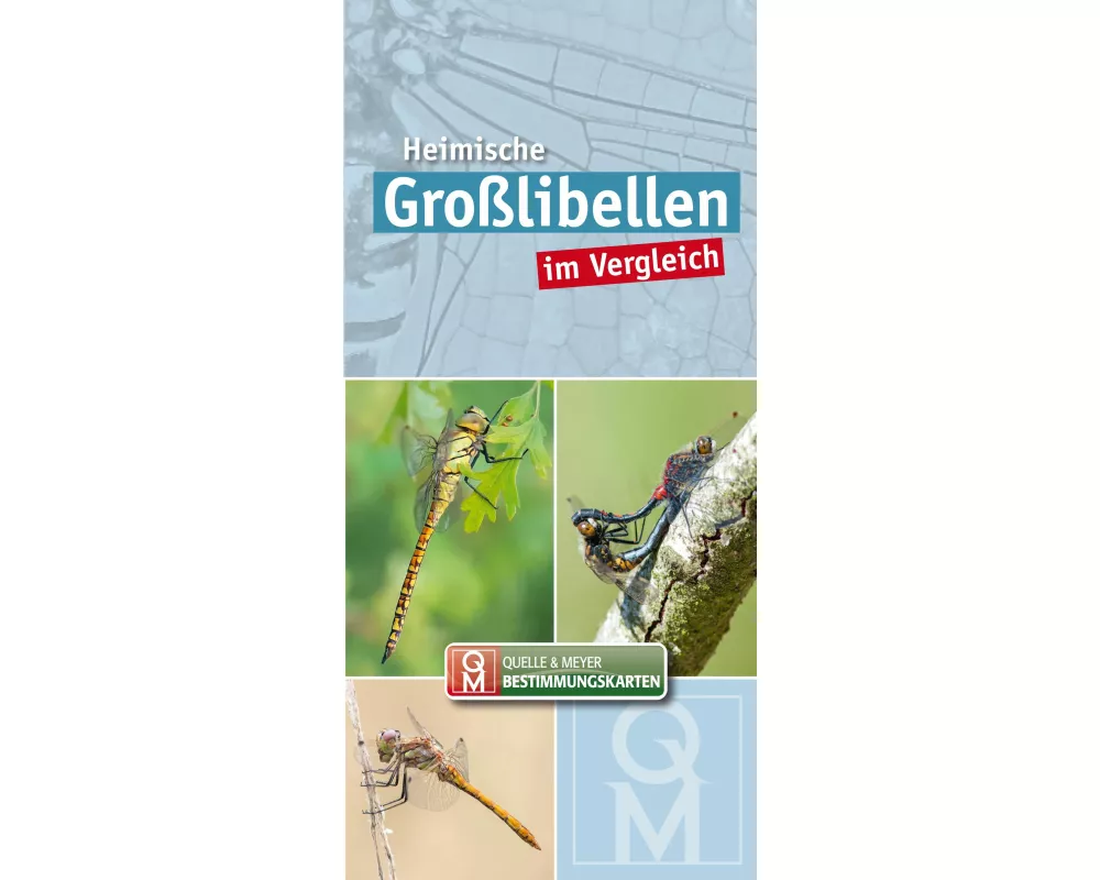 Heimische Großlibellen im Vergleich