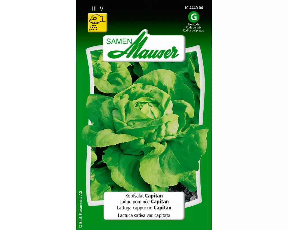 Samen Mauser Samen Kopfsalat Capitan