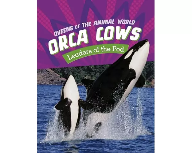 Orca Cows
