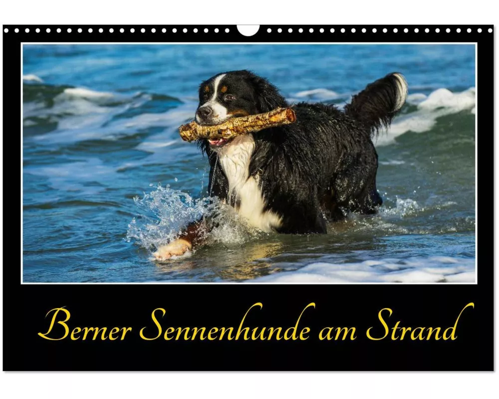 Berner Sennenhunde am Strand (Wandkalender 2025 DIN A3 quer), CALVENDO Monatskalender
