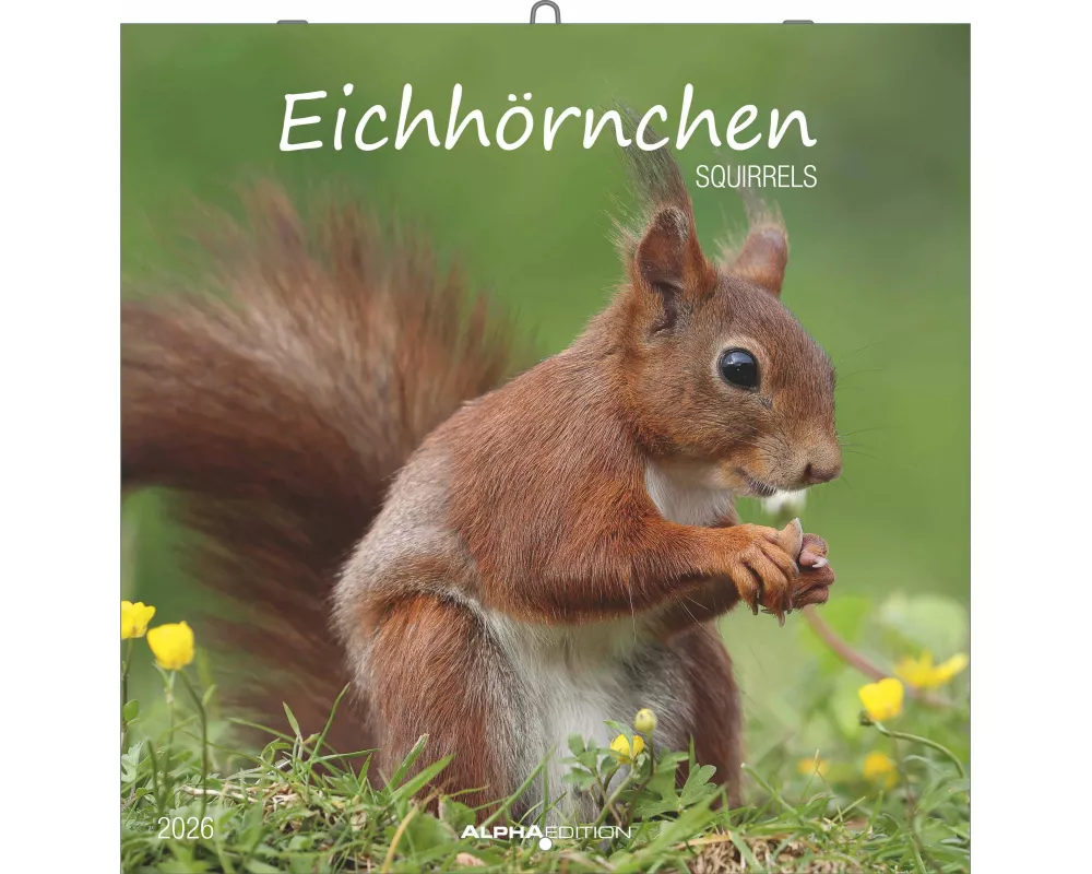 Alpha Edition - Eichhörnchen 2026 – Broschürenkalender 30×30 cm mit Notizkalendarium, 12 naturverbundene Tiermotive, dekorativer Wandkalender & prakti
