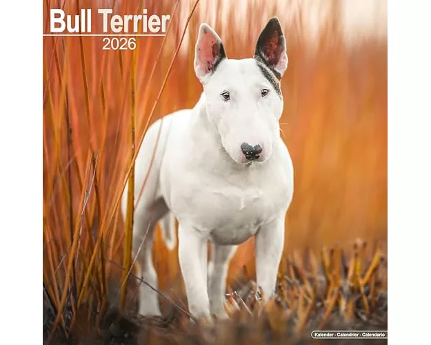 Bull Terrier Calendar 2026 Square Dog Breed Wall Calendar - 16 Month