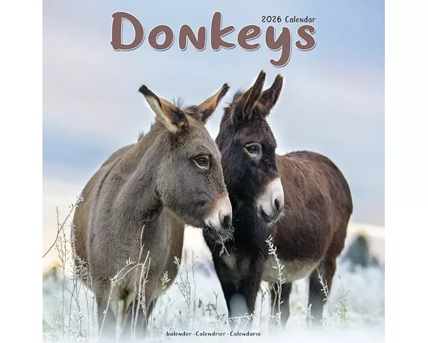 Donkeys Calendar 2026 Square Animal Wall Calendar - 16 Month
