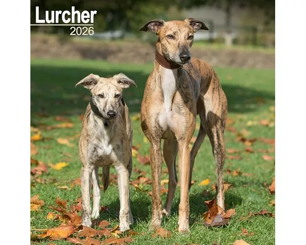 Lurcher Calendar 2026 Square Dog Breed Wall Calendar - 16 Month