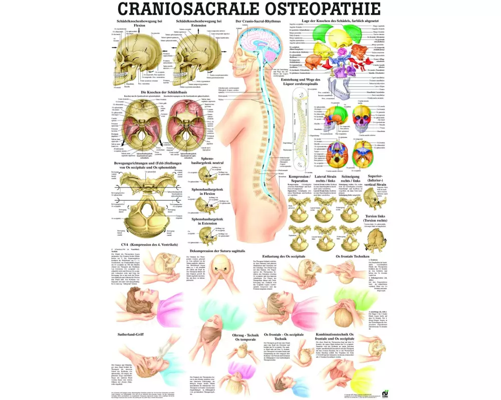 Rüdiger Anatomische Lehrtafel Craniosacrale Osteopathie