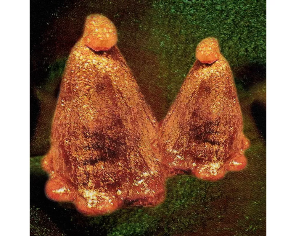 Oocyte Oil & Stolen Androgens