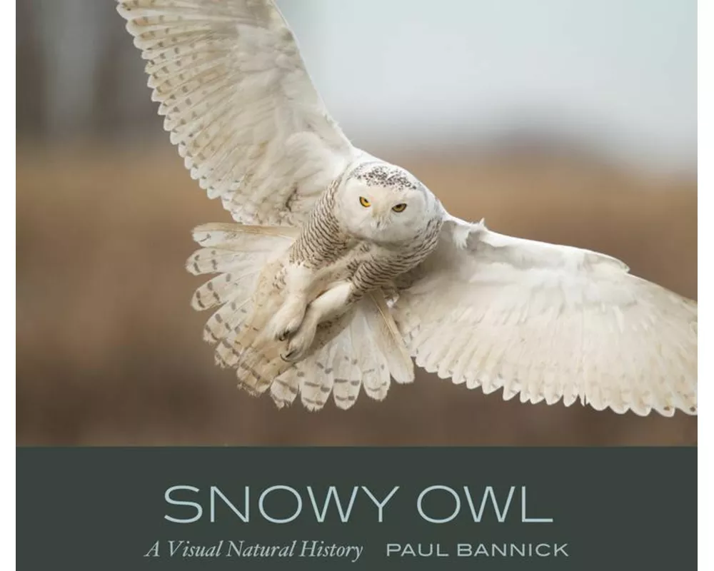 Snowy Owl